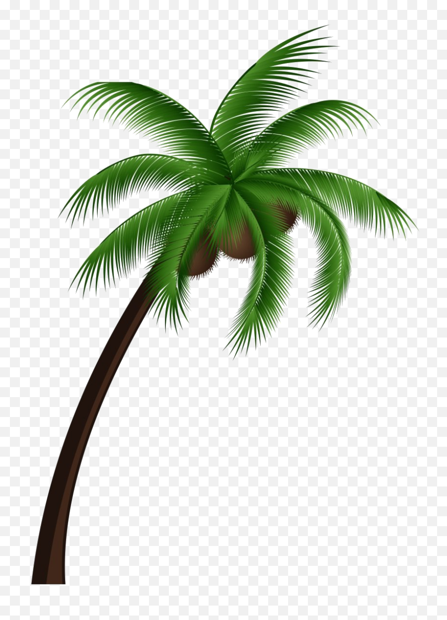 Tropical Palm Tree Transparent - Coconut Tree Clipart Png,Palm Trees Transparent