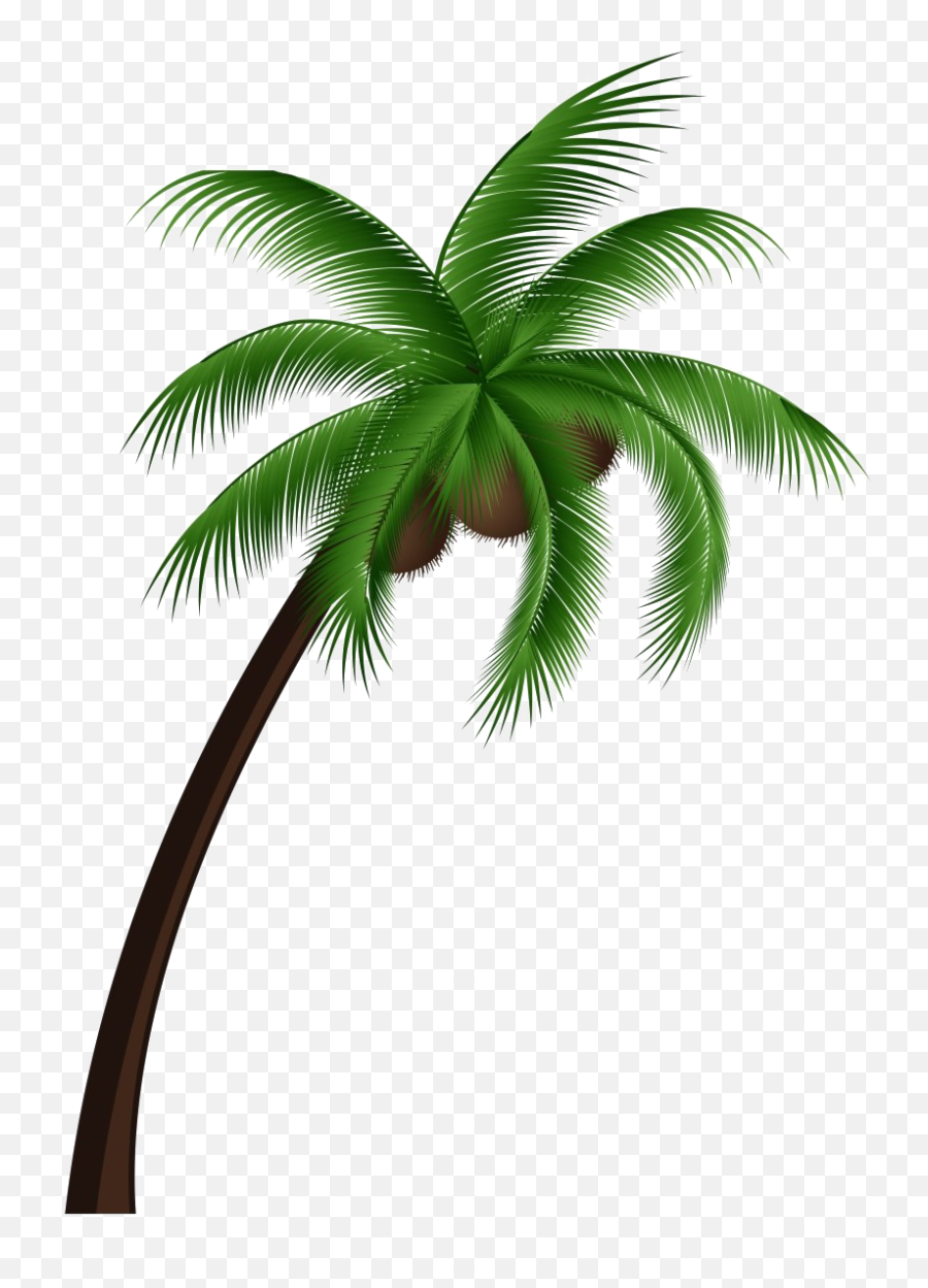 Two Palm Trees PNG Clipart Image​