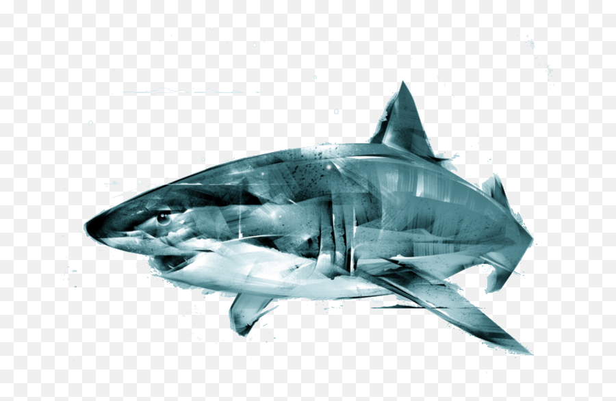 Download Hd Animus - Great White Shark Transparent Png Image Sharks,Great White Shark Png