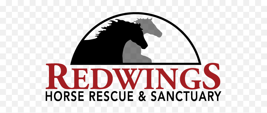 Home Redwings Horse Rescue And Sanctuary - Redwings Horse Sanctuary Logo Png,Stallion Logo
