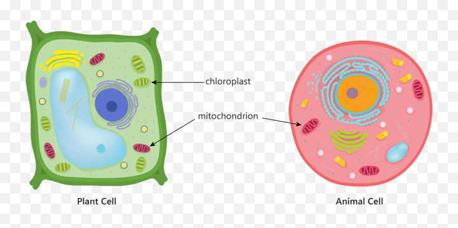 Download Animal Plant Cell Mitochondria - Plant Cell Mitochondria In Animal Cell Png,Mitochondria Png