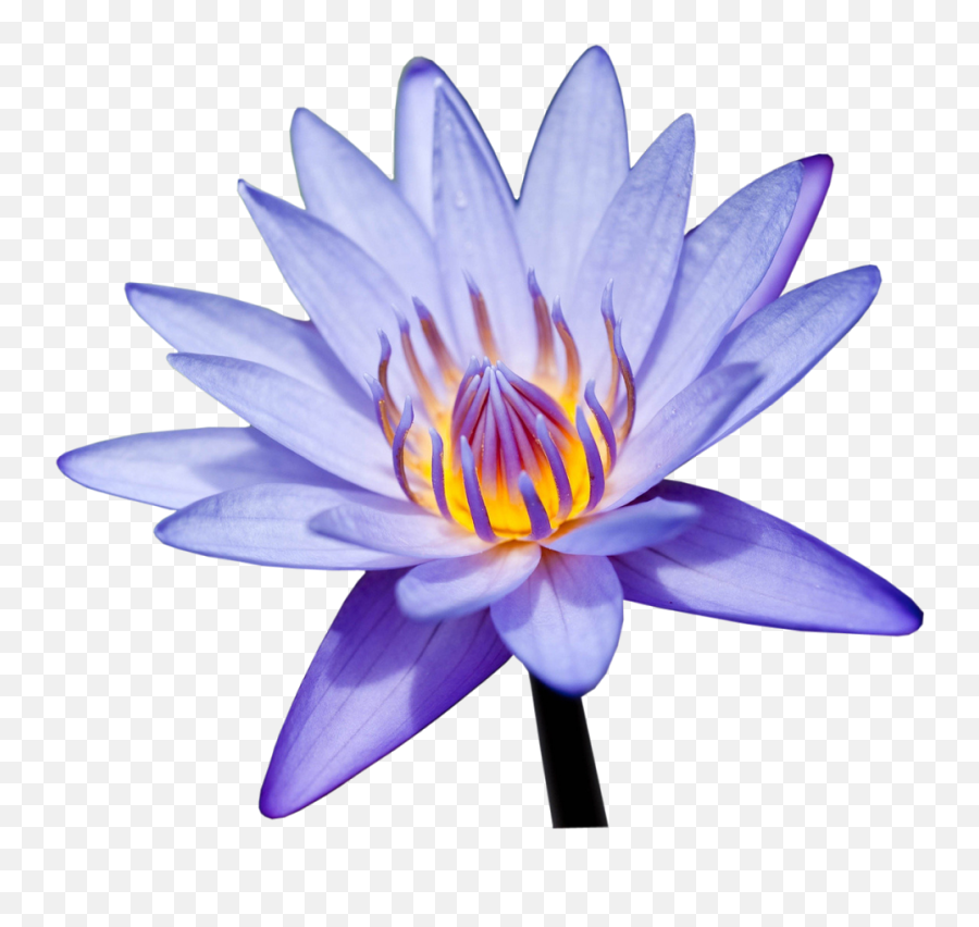 Photoshop - Portable Network Graphics Png,Water Lily Png