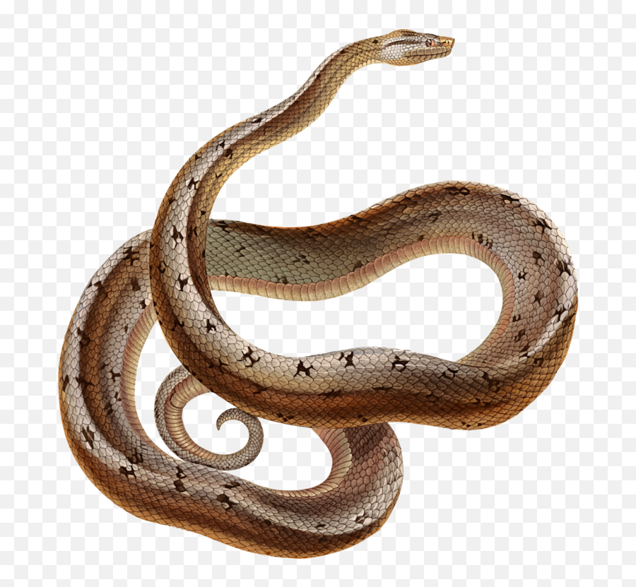 Elapidaereptilegarter Snake Png Clipart - Royalty Free Svg Snake 5e,Snake Png Transparent