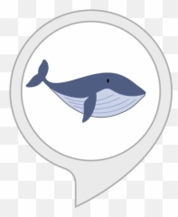 Amazoncom Interesting Blue Whale Facts Alexa Skills - Cartoon Blue Whale For Kids Png,Blue Whale Png