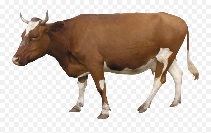 Cow Png - Cow Png,Cattle Png