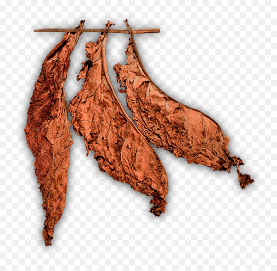 100 Organic Leaf Tobacco - True Fronto Spice Png,Tobacco Leaf Png