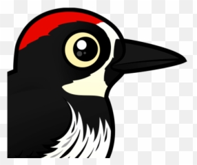 Cute Acorn Woodpecker U003c Meet The Birds Birdorable - Clip Art Acorn Woodpecker Png,Woodpecker Png