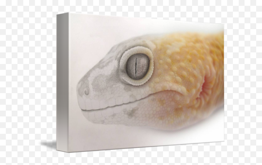 Leopard Gecko Drawingphoto Merge By Christina Walton Png