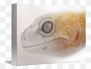 Leopard Gecko Drawingphoto Merge By Christina Walton Png