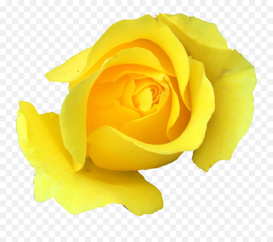 6 Yellow Rose Png Transparent Onlygfxcom - Yellow Rose Png Background,Yellow Flower Transparent Background