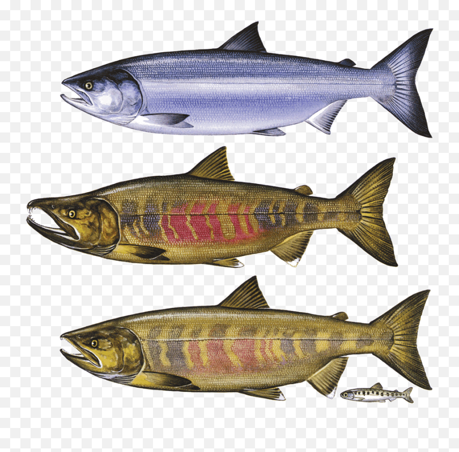 Fish Jumping Out Of Water Png - Chum Salmon Png Chum Salmon,Salmon Transparent Background