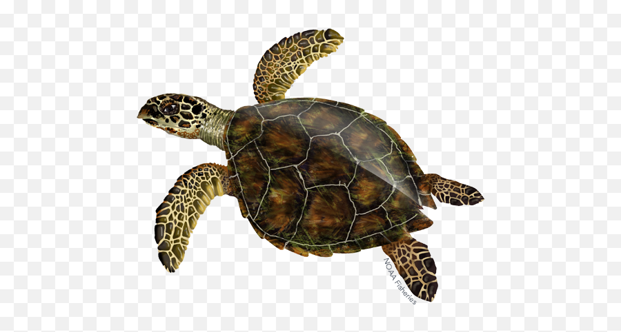 Turtle Png Background Play - Hawksbill Sea Turtle Shell,Ridley Png
