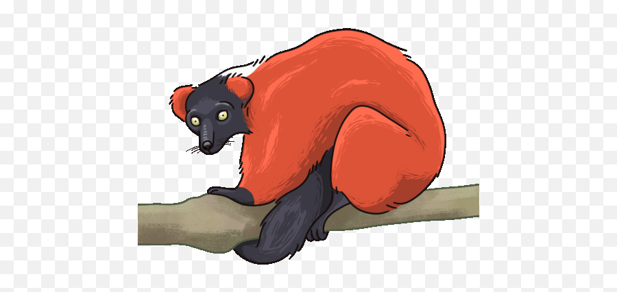 Lemur Red Ruffed Sticker - Lemur Red Ruffed Lemur Red Ruffed Lemur Gif Png,Lemur Icon