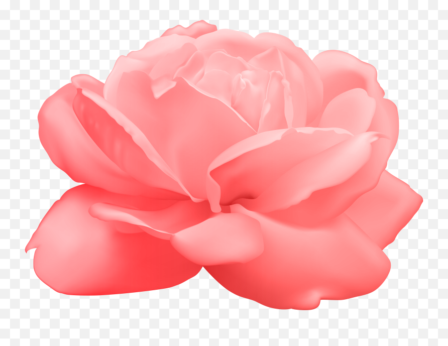 View Full Size - Transparent Background Pink Flower Clipart Hd Png,White Rose Png