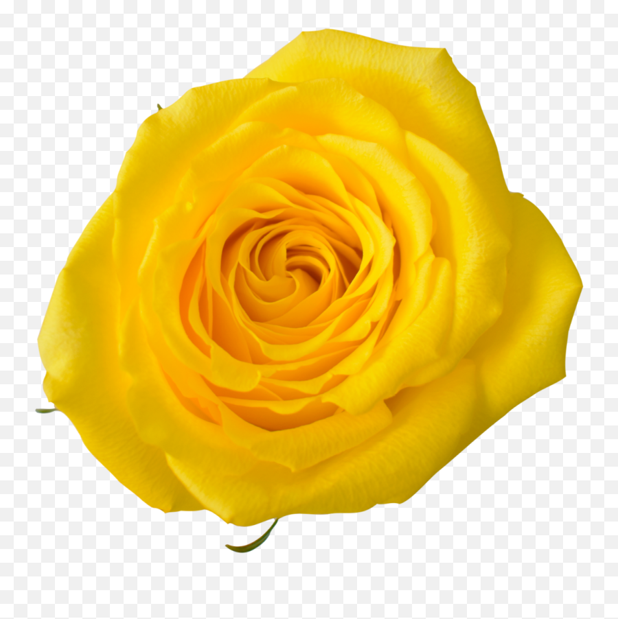 Roses In Ecuador - Producing More Than 100 Varieties Tessacorp Png,Rose Facebook Icon