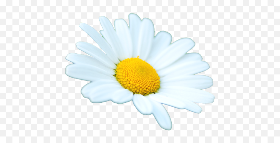 Daisy Png Tumblr Picture - Oxeye Daisy,Transparent Daisy