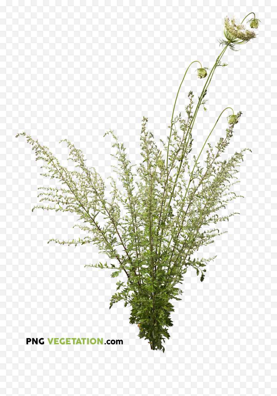 Png Plants Trees - Wild Plant Png,Wild Grass Png