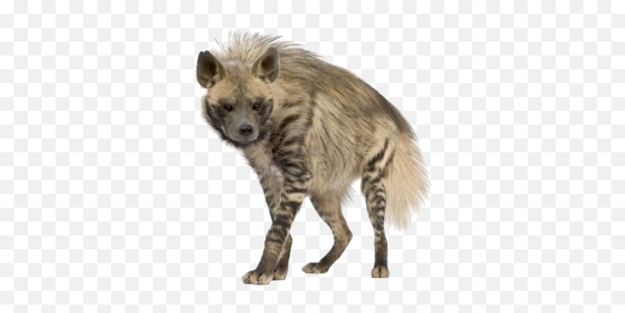 Hyena Png - Striped Hyena Png,Hyena Png