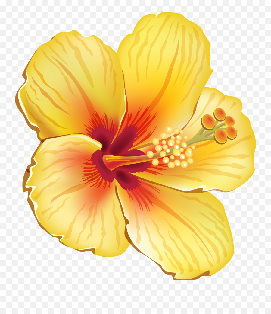 Tropical Png And Vectors For Free - Hawaiian Tropical Flowers Png,Hawaiian Flowers Png