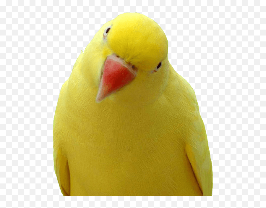 Parrot Png Images Download Hq Image - Yellow Parrot Png,Parrot Png