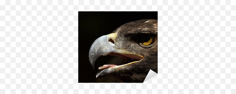 Golden Eagle Head Sticker U2022 Pixers We Live To Change - Hawk Png,Eagle Head Png