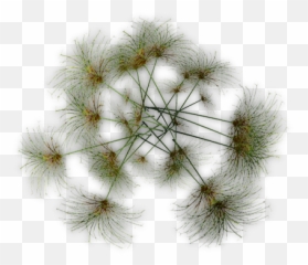 Index Of Mappingterrainplantstreespapyrus - Papyrus Plant Top View Png,Papyrus Png