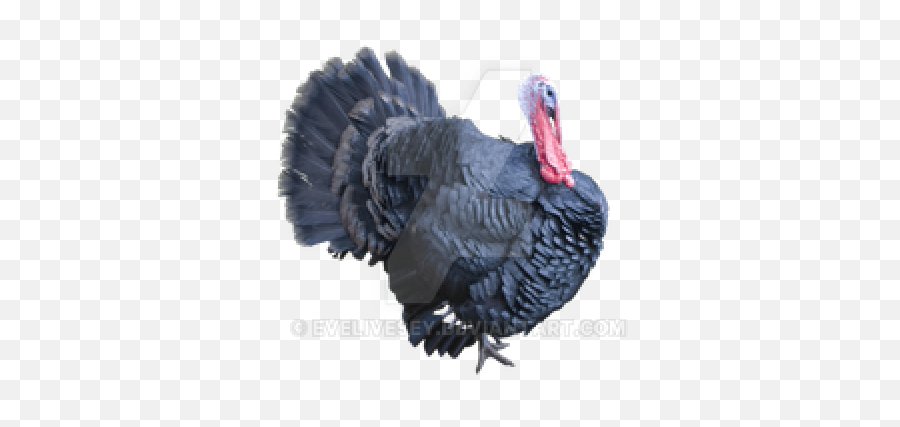 Download Turkey Bird Free Png Photo Images And Clipart - Turkey Transparent Background,Turkey Clipart Png