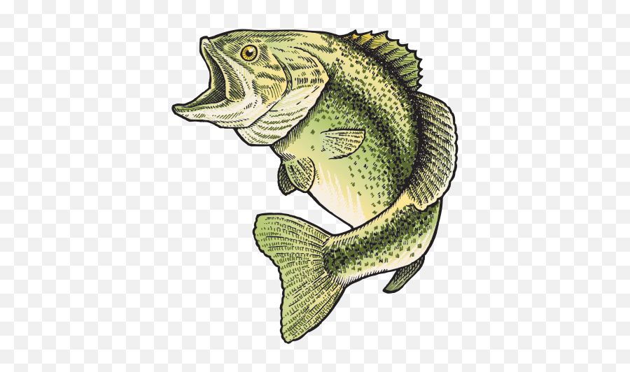 Download Printed Vinyl Bass Fish Png Royalty Free - Clip Art,Bass Fish Png