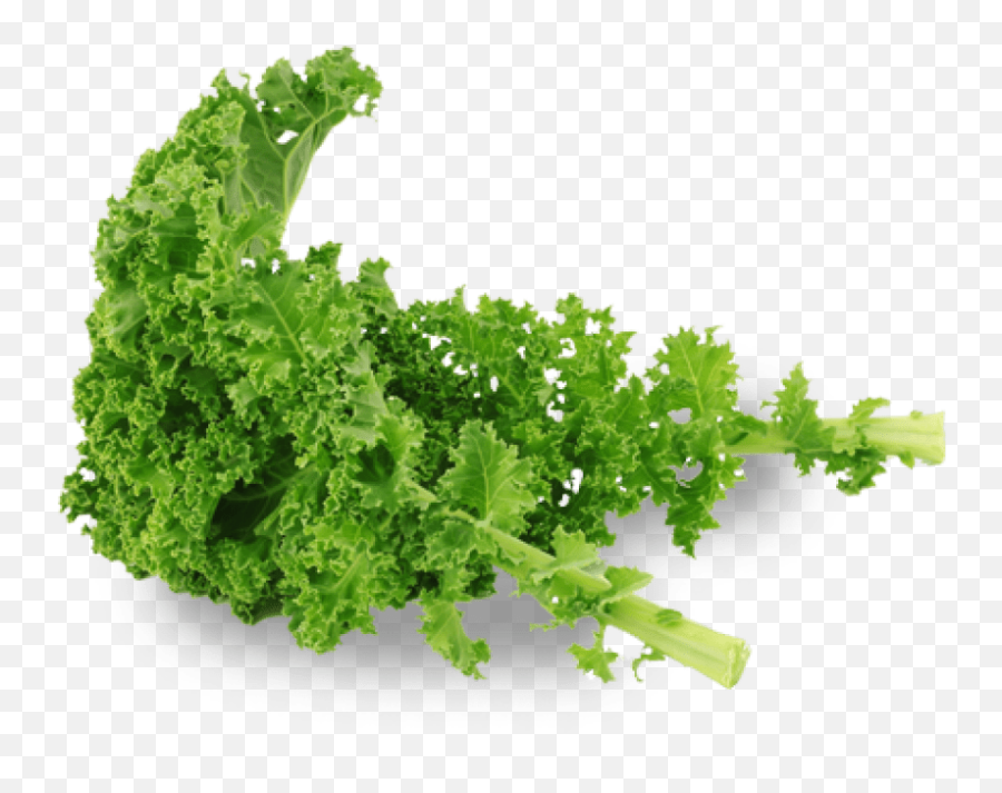 Free Png Kale Images Transparent - Kale Transparent Background,Kale Png