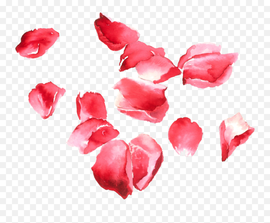Transparent Rose Petals Png - Portable Network Graphics,Rose Petals Png