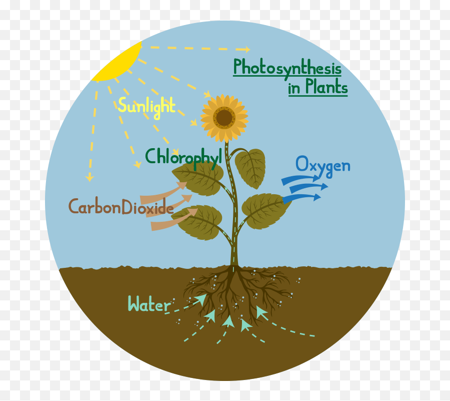Flower Bushes Png - Process Of Photosynthesis 3136207 Photosynthesis Diagram Of A Plant,Flower Bushes Png