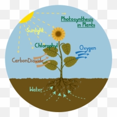 Flower Bushes Png - Process Of Photosynthesis 3136207 Diagram A Plant