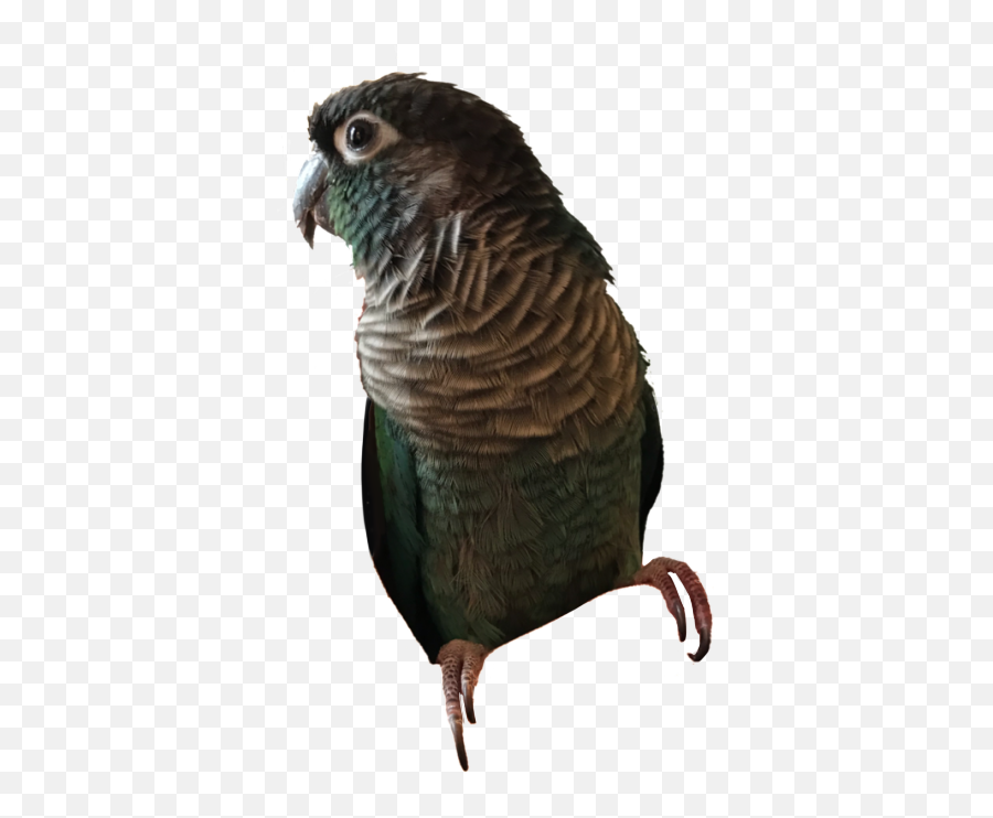 Download 0 - Parakeet Full Size Png Image Pngkit Budgie,Parakeet Png