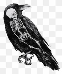 Raven Clipart Tumblr Transparent - Crow Black And White Drawing Png,Raven Transparent