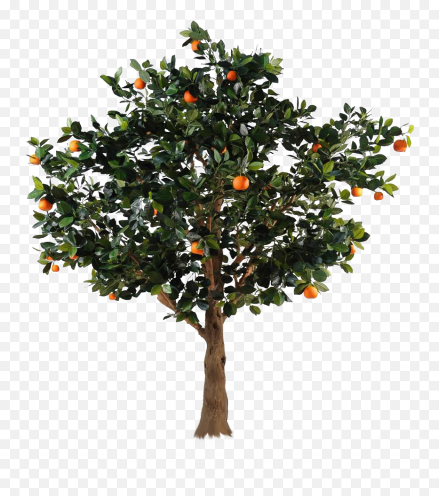 Png Tree With Apples Picture - Transparent Orange Tree Png,Fruit Tree Png