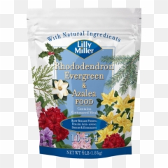 Lilly Miller Rhododendron Evergreen - Lilly Miller Png,Lilly Png