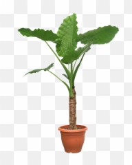House Plant Png Picture - Transparent Background Pot Plants Png,House Plant Png