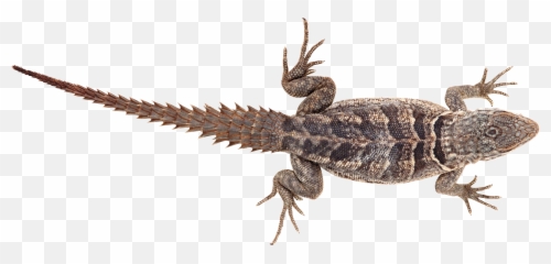 Lizard Png Images Free Download - Kertenkele