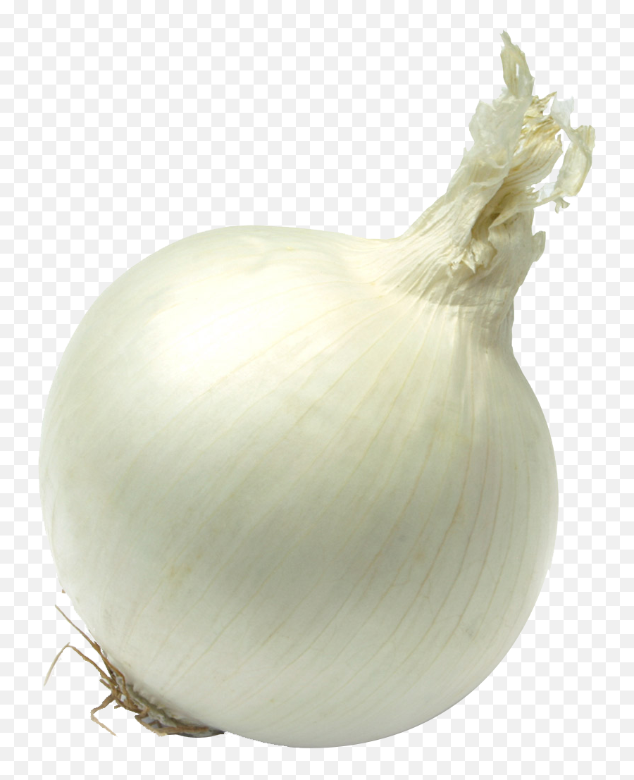 Single Onion Png Free Download - Single Vegetables Images Hd,Onion Transparent Single Onion Png Free Download - Single Vegetables Images Hd,Onion Transparent
