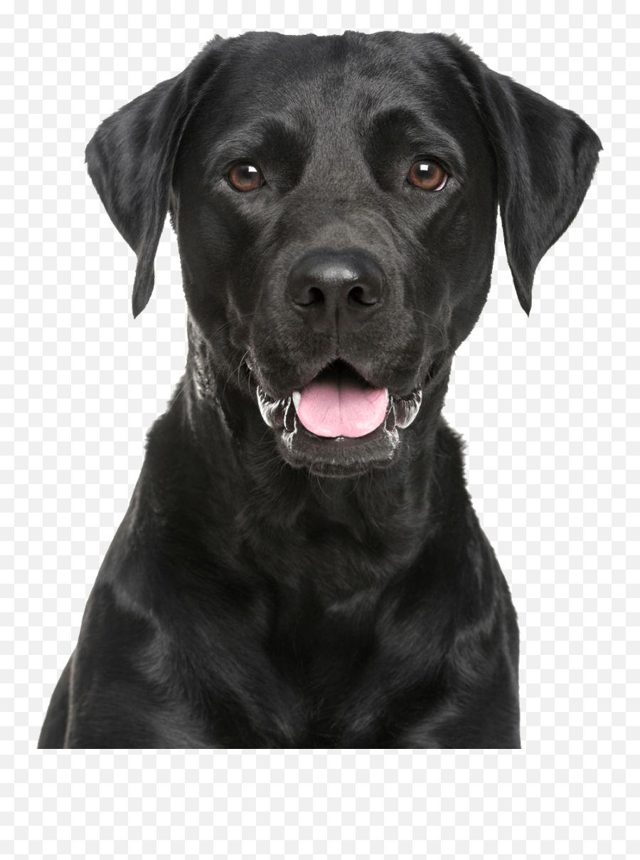 Labrador Retriever Png - Black Labrador Retriever Png,Black Dog Png