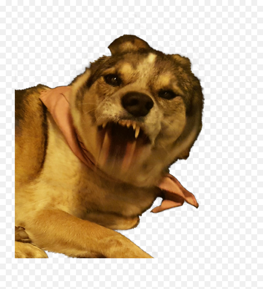 Freetoedit Dog Maddog Snarl Angry Funny Funnyanimals - Mad Dog Png,Mad Dog Png