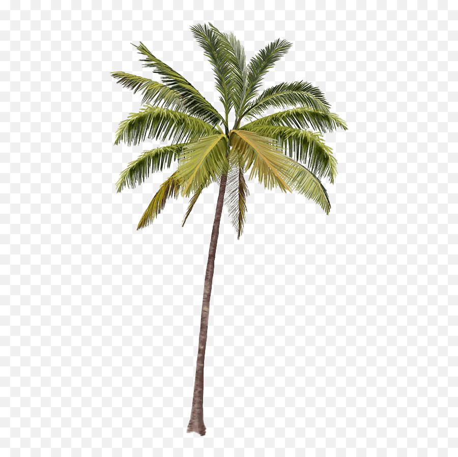 Beach Coconut Tree Png Transparent - Real Palm Tree Png,Palm Trees Transparent