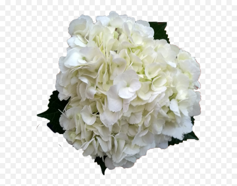 Hydrangea White Transparent Png - White Hydrangea Flower Png,Hydrangea Png