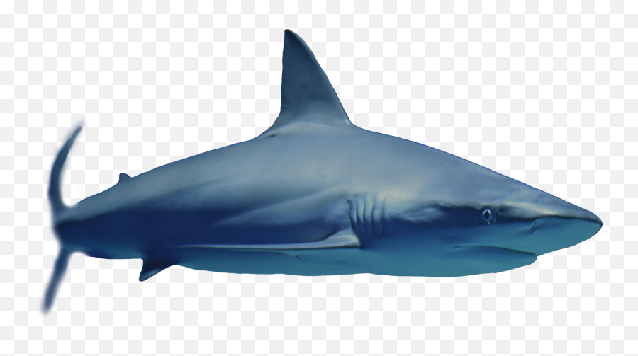 Download Anchor - Great White Shark Png Image With No Great White Shark,Great White Shark Png