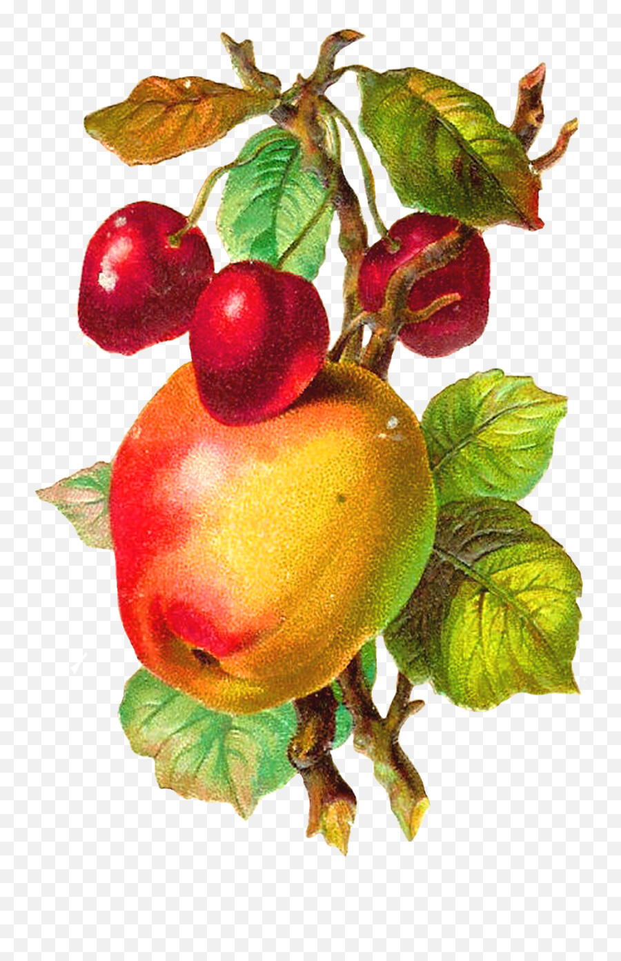 Download Hd Antique Apple Clipart - Vintage Apple Png,Apple Clipart Png