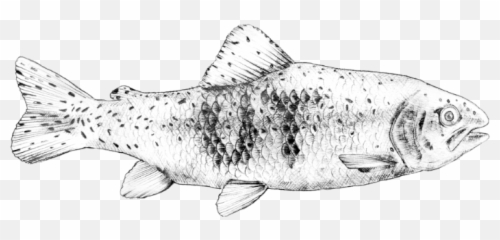 Urban Trout Logo - Trout Full Size Png Download Seekpng Pangasius Hypophthalmus,Trout Png