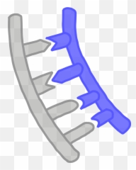 Strand - Innovative Genomics Institute Igi Horizontal Png,Dna Strand Png