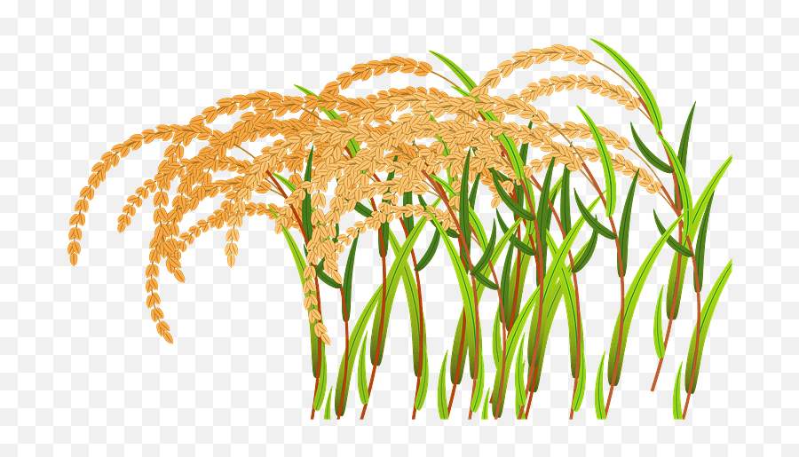 Ear Of Rice Clipart Free Download Transparent Png Creazilla - Fresh,Ear Transparent