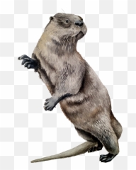 Download North American River Otter - North American River Otter Png,Otter Png