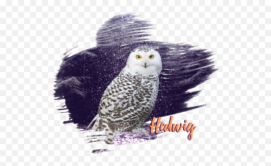 Welcome To - Snowy Owl Png,Hedwig Png